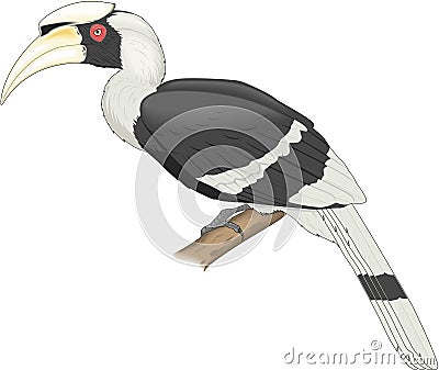 Great Indian Hornbill Perched Illustration Vector Illustration