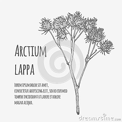 Vector illustration of Greater Burdock. Arctium lappa. Vector Illustration