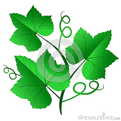 Vector illustration of green grape leaves isolated on white back Vector Illustration