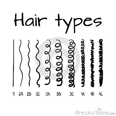 Vector illustration of hair types chart with all curl types, labeled. Curly girl method concept. Vector Illustration