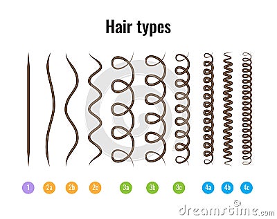 Vector Illustration of a Hair Types chart displaying all types and labeled. Vector Illustration