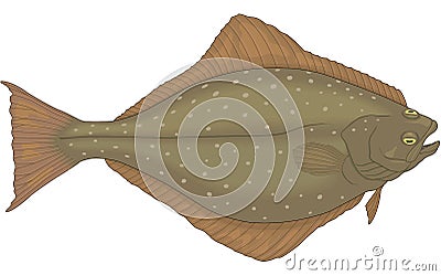 Halibut Flatfish Illustration Vector Illustration