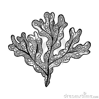 Vector illustration of hand drawn Fucus algae. Coloring page book - zendala for relax Vector Illustration