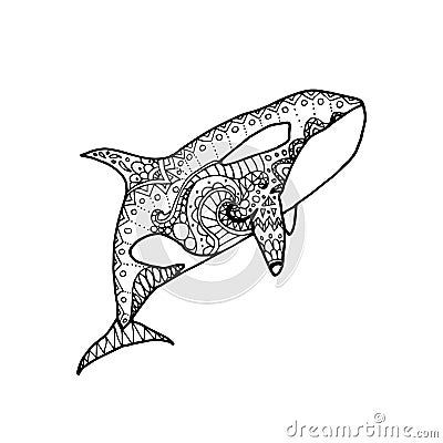 Vector illustration of hand drawn patterned killer whale. Doodle Orca. Coloring page Vector Illustration