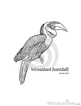 Wreathed Hornbill , hand draw sketch vector. Vector Illustration