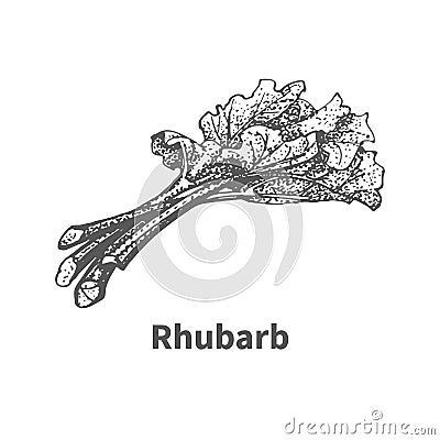 Vector illustration hand-drawn rhubarb Vector Illustration