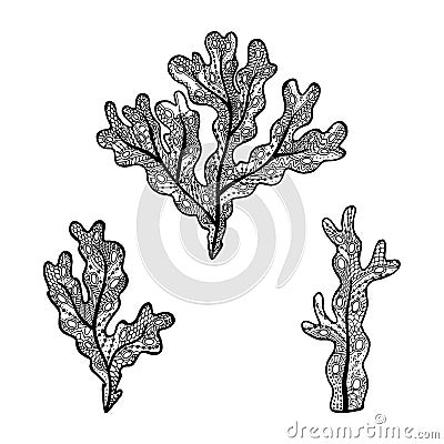 Vector illustration of hand drawn seaweed - Fucus algae. Coloring page book - zendala for relaxation and meditation Vector Illustration