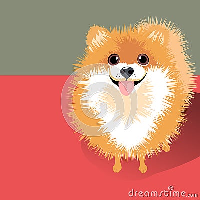 Vector Illustration of a happy fluffy Pomeranian dog Vector Illustration