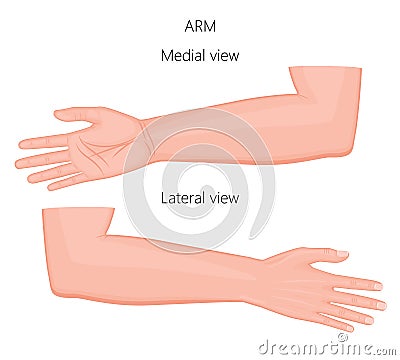 Anatomy_Arm Vector Illustration