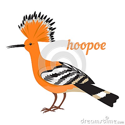 Vector illustration of Hoopoe. Vector Illustration