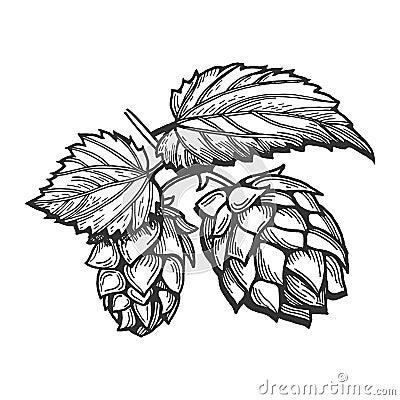 Branch of hops with leaves Vector Illustration
