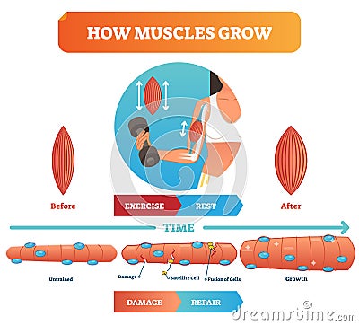 Vector illustration about how muscles grow. Medical educational diagram and scheme with satellite cell and fusion of cells. Vector Illustration