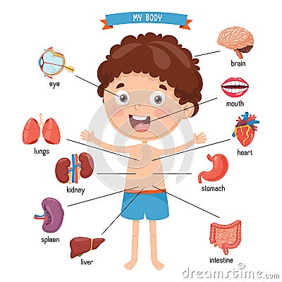 Vector Illustration Of Human Body Vector Illustration