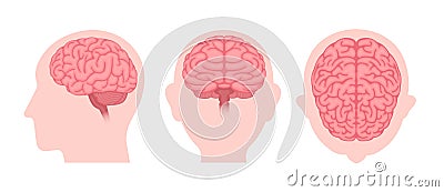 Vector illustration of human brain 3 angles set Vector Illustration