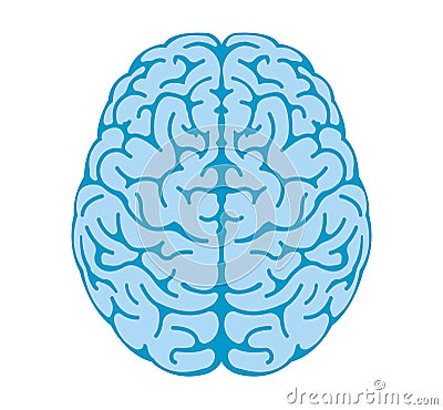 Vector illustration of human brain View from above Vector Illustration