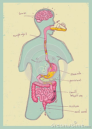 Vector illustration human digestive system for kids Cartoon Illustration