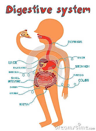 Vector illustration of human digestive system for kids Vector Illustration