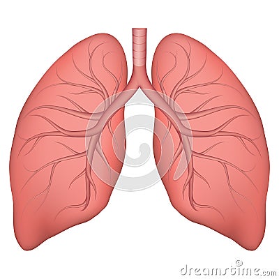 Vector illustration of human lung structure. Realistic drawing for anotomy biology textbook or articles about pulmonary Vector Illustration