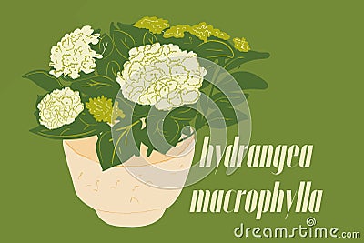 Vector illustration of hydrangea macrophylla flower Vector Illustration