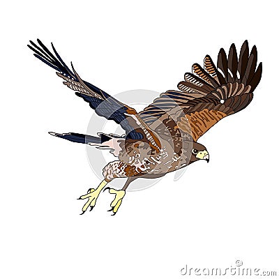 Vector illustration, an image of a flying hawk. Black line, black and white and gray spots, black silhouette, color image. Cartoon Illustration