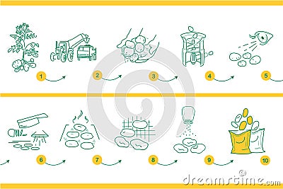 Vector illustration, info-graphics of potato for chips. Vector Illustration