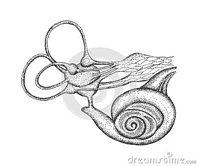 Vector illustration of inner ear. Vector Illustration