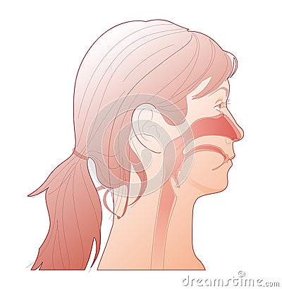 Vector illustration of the human head showing inside the nose and larynx. Cartoon Illustration