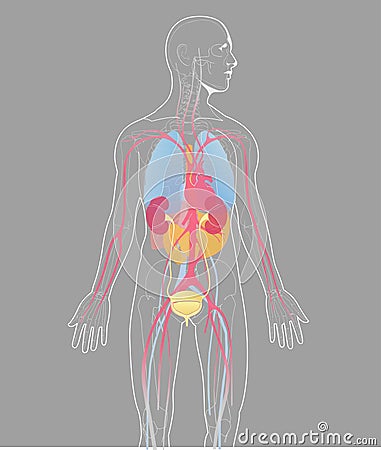 Vector illustration internal organs human anatomy vector on gray background, human internal anatomy Vector Illustration