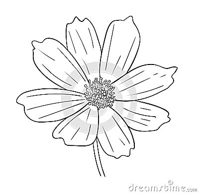 Vector illustration, isolated cosmos flower in black and white colors, outline hand painted drawing Vector Illustration