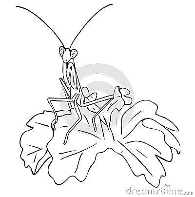 Isolated insect mantis in leaves in black and white colors, outline original hand painted drawing Vector Illustration