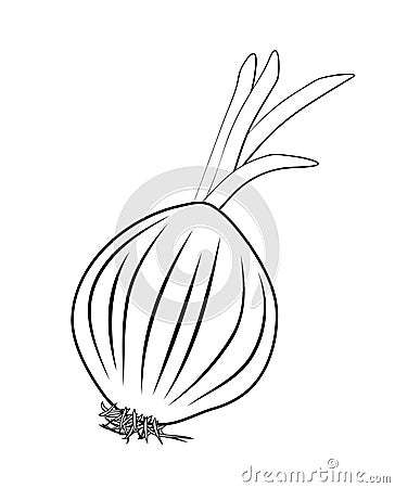 Vector illustration of onion root Vector Illustration