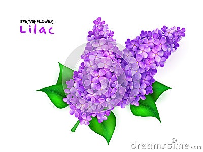 Vector illustration of isolated realistic spring blooming lilac branch with leaves Vector Illustration