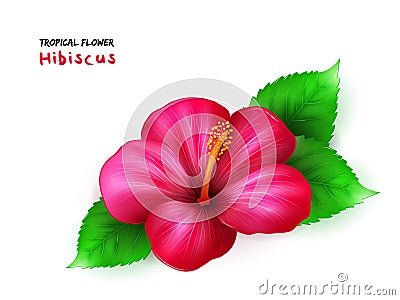 Vector illustration of isolated realistic tropical blooming hibiscus flower with leaves Vector Illustration