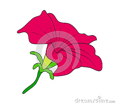 Vector illustration of mirabilis flower Vector Illustration