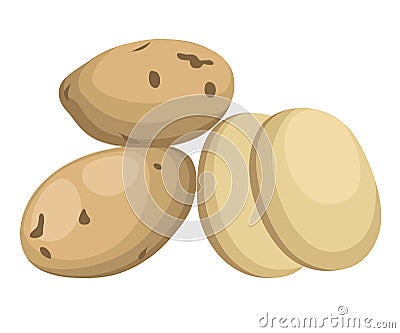 Vector illustration isolated on white background Potatoes Set of whole, slices, half, lobule, circle potatoes. Cartoon Illustration