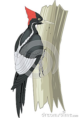 Ivory Billed Woodpecker on Tree Trunk Illustration Vector Illustration