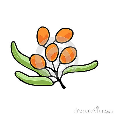 Vector illustration of juicy isolated outline colorful fruit - sea buckthorn. Vector Illustration