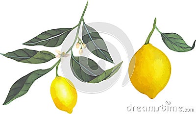 Vector illustration of juicy lemons, slices and whole bright yellow lemons, juicy fruits Cartoon Illustration