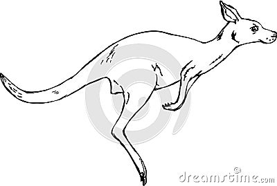Kangaroo Vector Illustration Vector Illustration