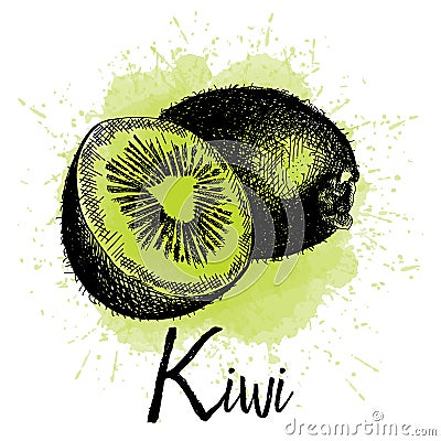 Vector illustration, kiwi in hand drawn graphics. Vector Illustration