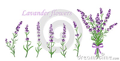 Vector illustration of lavender flower on different shape branches on white background. Vintage France provence concept Vector Illustration