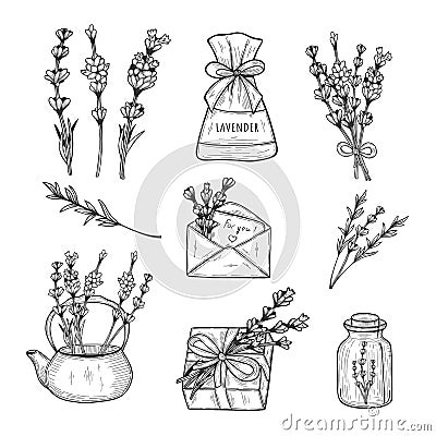 Lavender herb set Vector Illustration