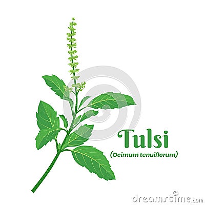 leaf of Tulsi or holy basil Ocimum tenuiflorum, a plant for ayurvedic medicine. Vector Illustration