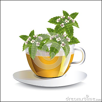 Vector illustration lemon balm tea in a transparent cup Vector Illustration