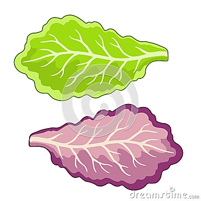 Vector Illustration of lettuce leaves in a flat style Vector Illustration