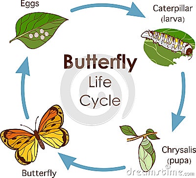 Vector illustration of Life Cycle of Butterfly diagram Vector Illustration