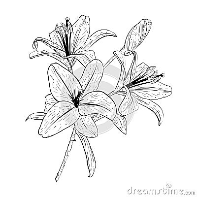 Vector illustration of lily flowers bouquet in full bloom. Black outline of petals, graphic drawing. For postcards Vector Illustration