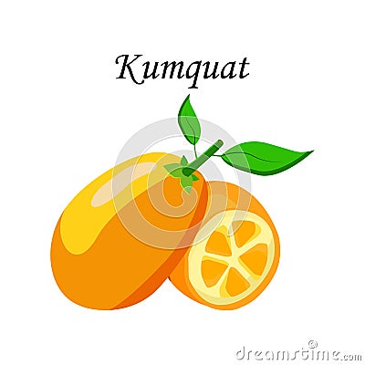 Vector illustration logo for whole ripe fruit kumquat,green stem leaf,cut half,sliced cumquat,background.Kumquat pattern consistin Cartoon Illustration