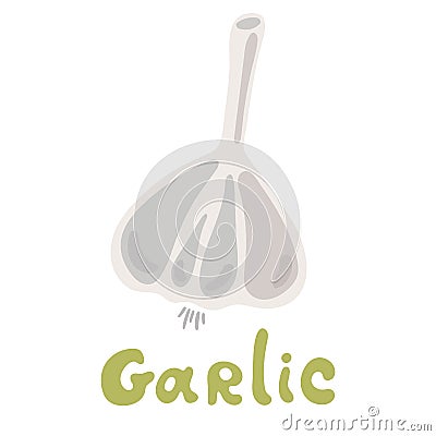 Vector illustration logo for whole ripe vegetable bitter white garlic. Fresh bitters garlics on health. Vector Illustration