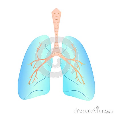 Vector illustration of the lungs Vector Illustration
